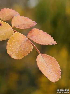 【影像的魅力】抓住秋天的尾巴