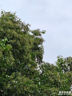 【影像的魅力】+萬物生長