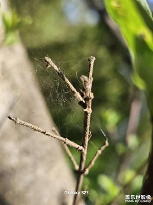 【一鏡一世界】蛛網(wǎng)、茱萸、水生植物