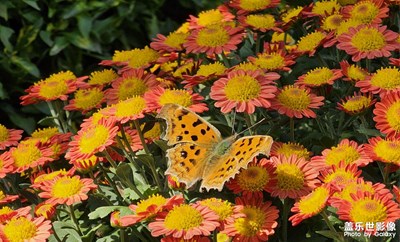 【一鏡一世界】+嘉定菊花展