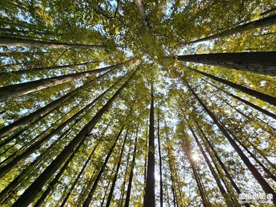 【與時(shí)光的對(duì)話】江北最大水杉林