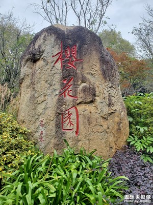 【與時(shí)光的對(duì)話】+ 冬季的樹(shù)林