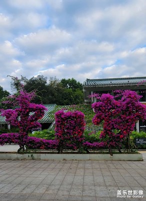 藝術(shù)在花叢中