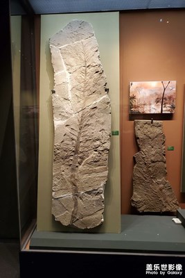 【與時(shí)光的對(duì)話】+ 自然博物館一游