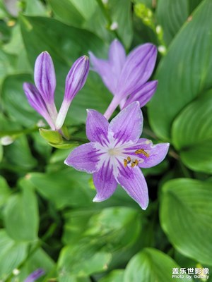 【與時(shí)光的對(duì)話】+?花兒