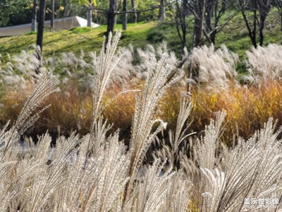 【與時(shí)光的對(duì)話】+ 雁南公園