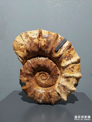 【與時(shí)光的對(duì)話(huà)】古生物化石印象