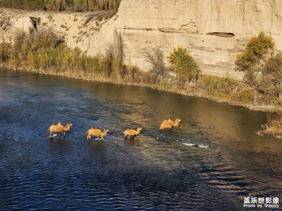 【與時光的對話】涉水的駱駝