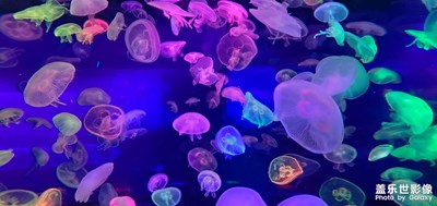 【我們的視界】+ 多彩的海洋生物