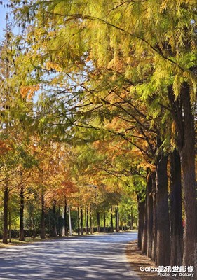 Fold 5手機(jī)里的秋天