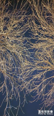 【淡寫時光】+?冬日隨拍