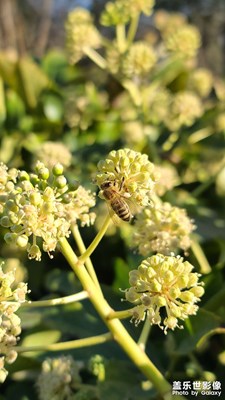 【淡寫時光】冬日公園里的生機