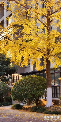 滿城盡帶黃金甲