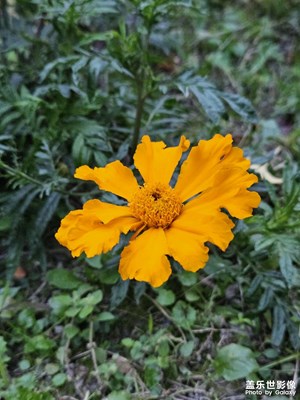 【快樂(lè)隨拍】入冬花色