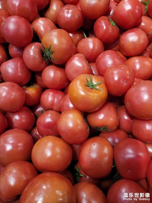 【難忘2023】蔬菜