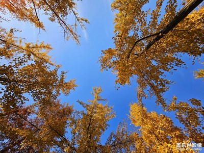 又是一年銀杏黃