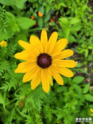【難忘2023】+優(yōu)雅的花