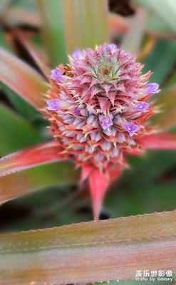 【難忘2023】徐聞菠蘿印象