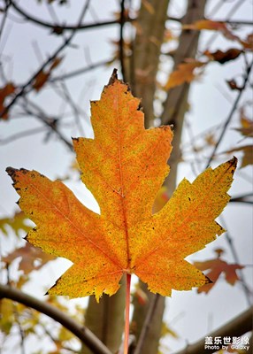 【快樂隨拍】多彩季節(jié)