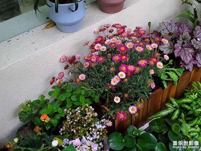 【快樂隨拍】+花草樹木