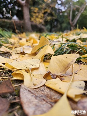 【難忘2023】難忘銀杏黃