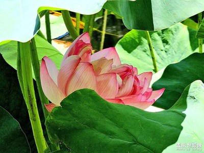 【難忘2023】四季之夏