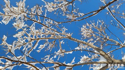 【難忘2023】+滿樹銀花