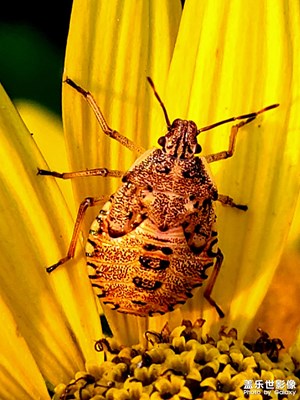 【難忘2003】+美好瞬間