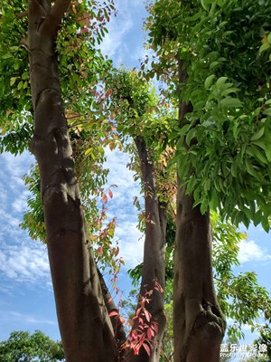 【隨處風(fēng)景】+美好的回憶