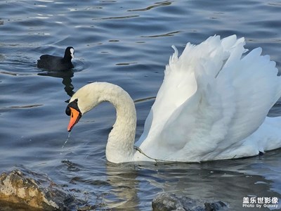帶著S23Ultra拍天鵝