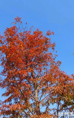 【冬日里的溫暖】漫步小河邊