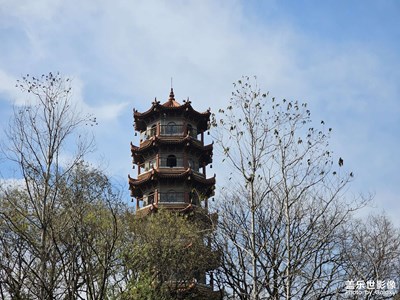 三星十倍光變還是給力的