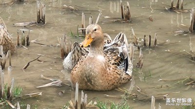 【難忘2023】鴨兒