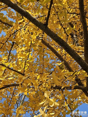【冬日里的溫暖】+銀杏樹