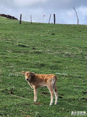 【難忘2023】風(fēng)吹草低見牛羊
