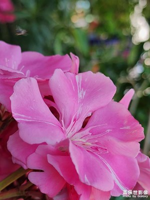 【難忘2023】2023那些花兒……