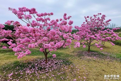 【喜迎2024】怒放的紫花風(fēng)玲