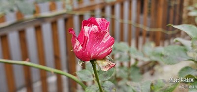 薔薇