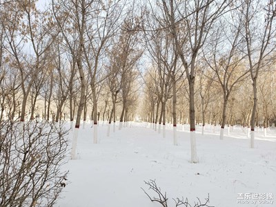 【每日一圖 】林海雪原