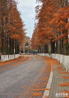 【辭舊迎新】+冬風落葉