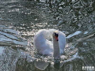 【浮光掠影】疣鼻天鵝（三）