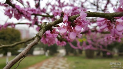 【清明踏春游】+宜春+學校春景