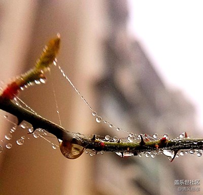 尋找蛛絲馬跡——三星S7edge微距嘗試