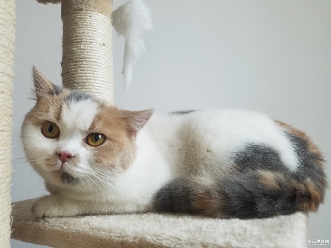 日常的它們！