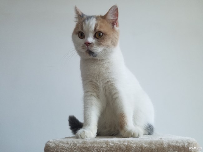 日常的它們！