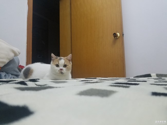 日常的它們！