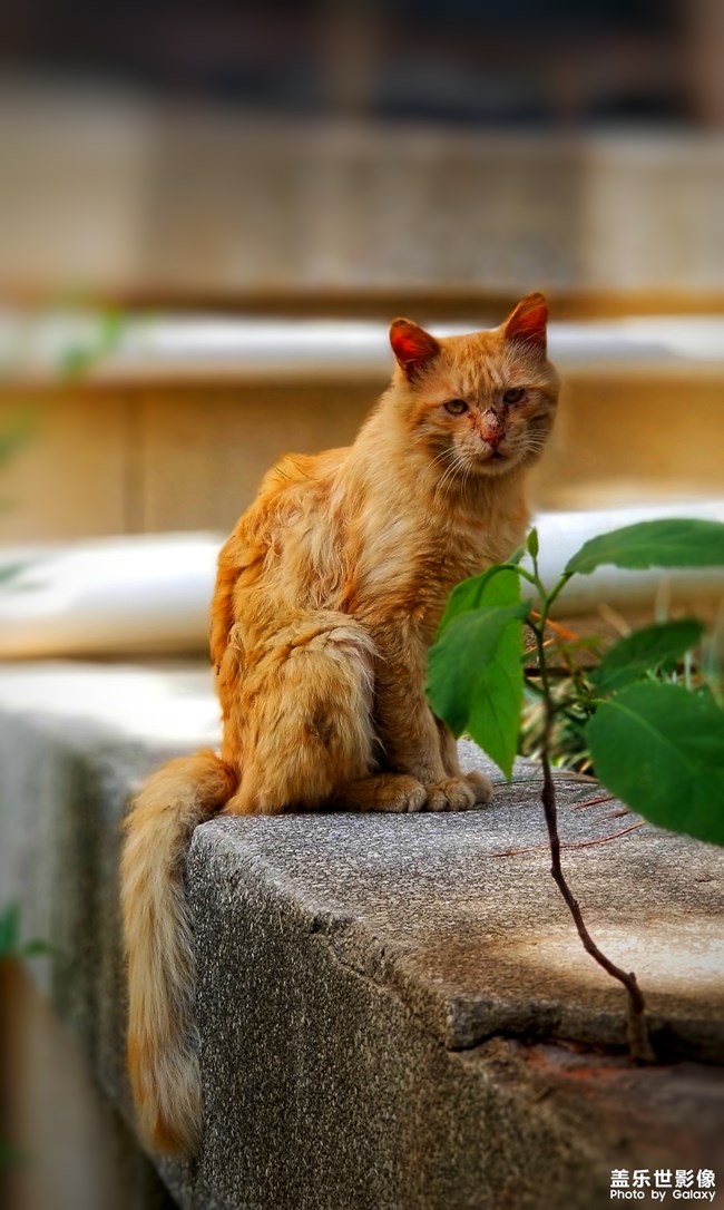 殿下的憂傷。