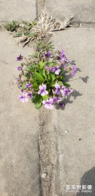 【中國(guó)最美瞬間】+路邊花