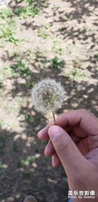 【中國(guó)最美瞬間】+蒲公英