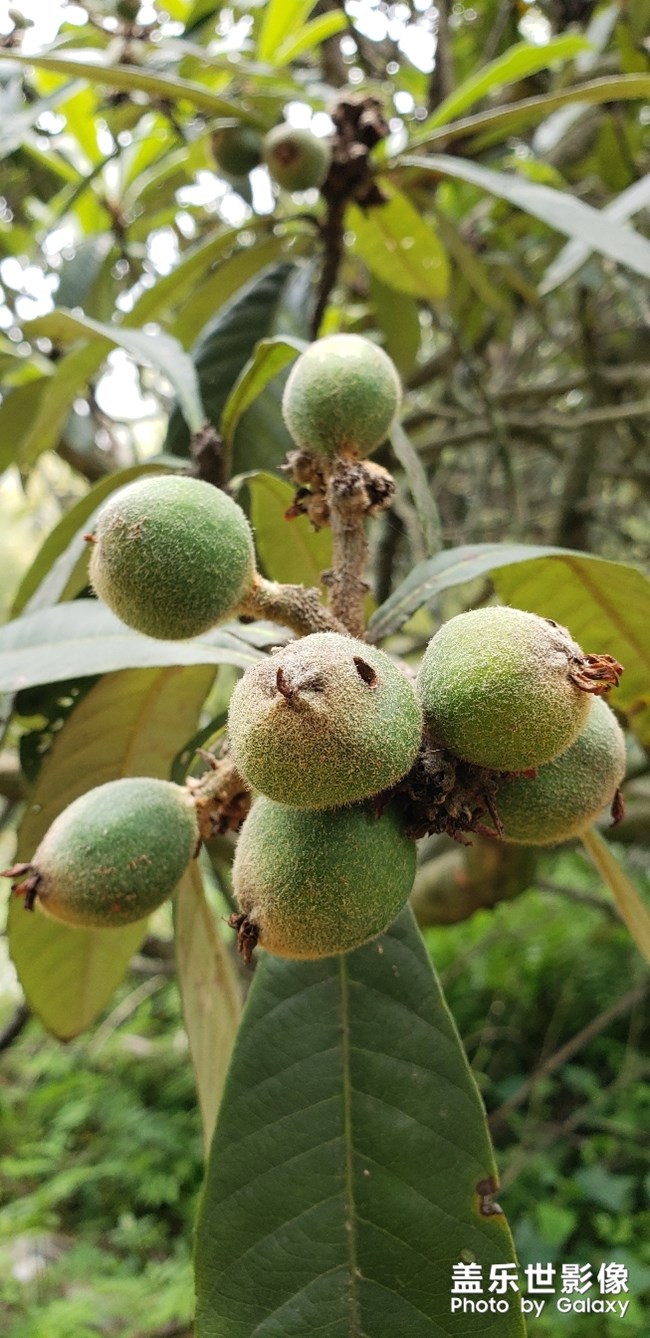 分享幾個(gè)水果